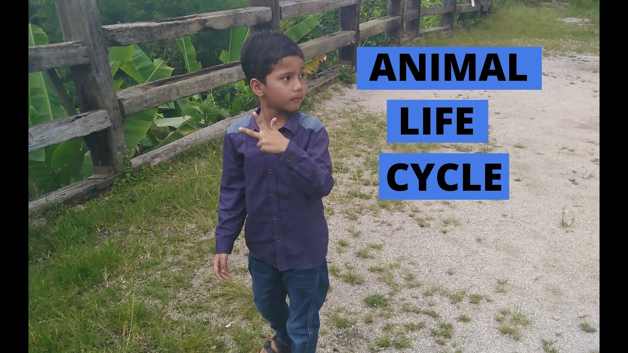  Animal  life cycle SAINS  STANDARD 2 J TIILAASH RAJ 