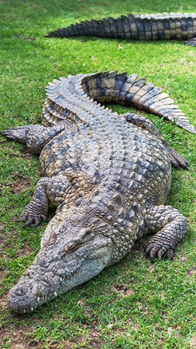 Tiger vs Crocodile full comparison in Hindi #facts #myths #factually #