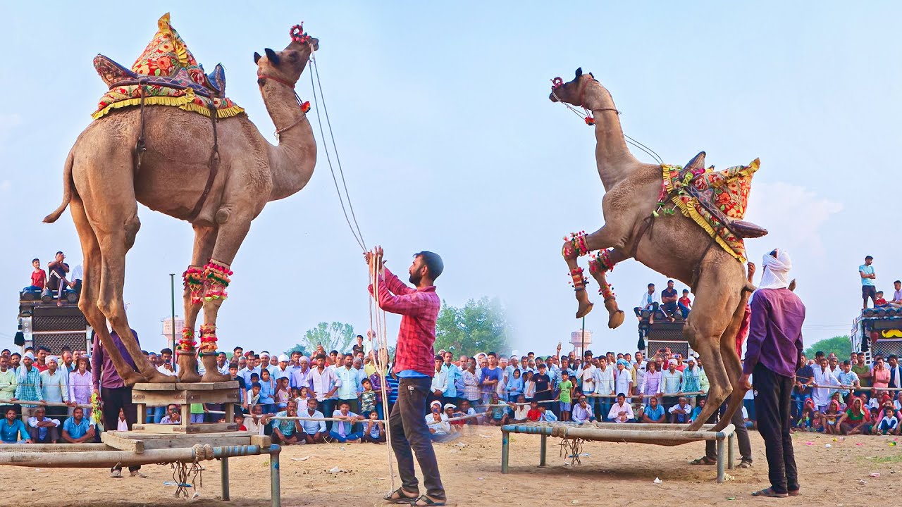 बादशाह ने किया बहुत तगड़ा जंप || New Rajasthani Camel Dance || #rajasthanidance #priyanshu