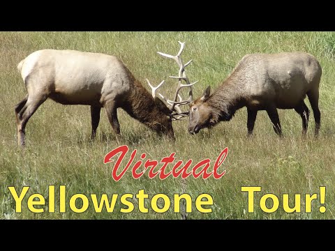 Bull Elk Battling: Virtual Yellowstone Tour!