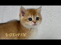 Candy  british shorthair golden female  lux paw cattery