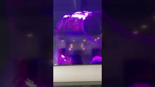 Dumbo pink elephant 2019