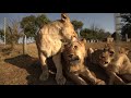 Ggconservation lion sanctuary our magnificent gg lions