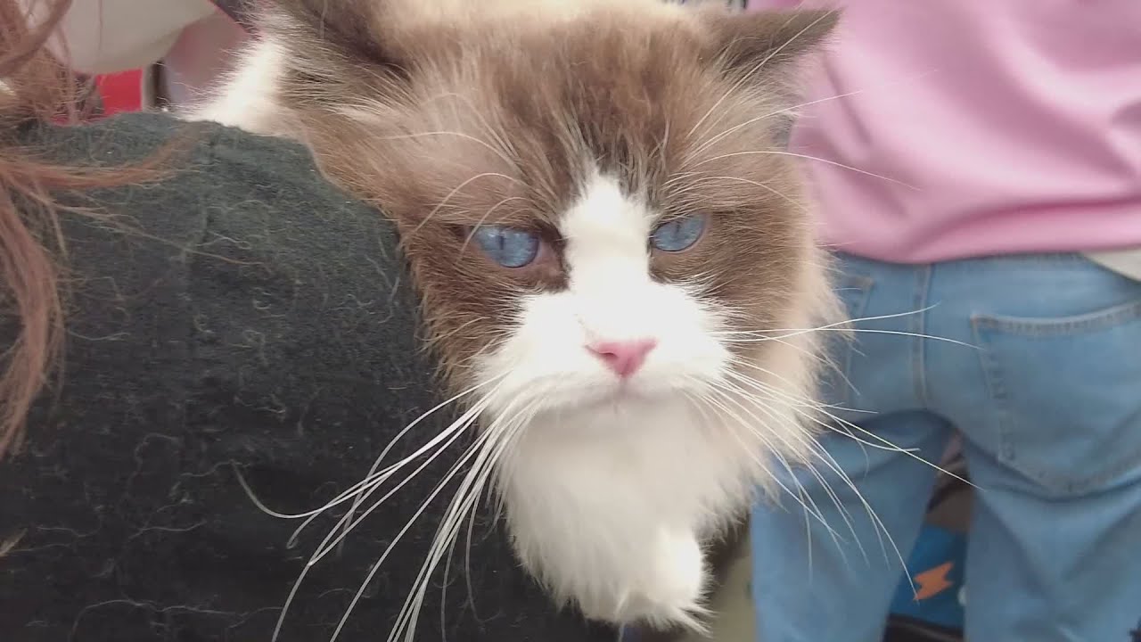 Mostra internazionale Felina al Toscana Fair