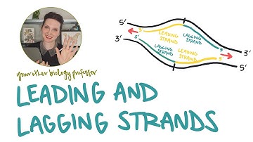 Leading and Lagging Strands - What