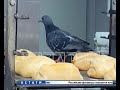 Летучие крысы разгуливают по хлебным прилавкам супермаркета