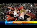 Налог на сбор грибов и ягод в России! www.grib.tv