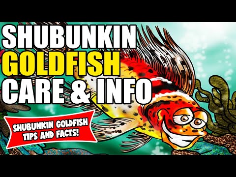 Video: Kan shubunkins saam met goudvisse leef?
