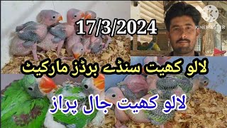 Every Sunday New Update #LalokhetBirdaMarket Birds Market Jaal Price 17\/3\/2024  Latest Video