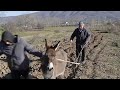 Албанские фермеры пашут на ослах