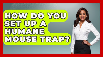 How Do You Set Up A Humane Mouse Trap? - Insects and Invaders