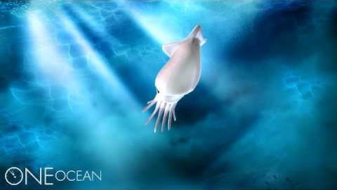 Humboldt Squid 3D Rendering