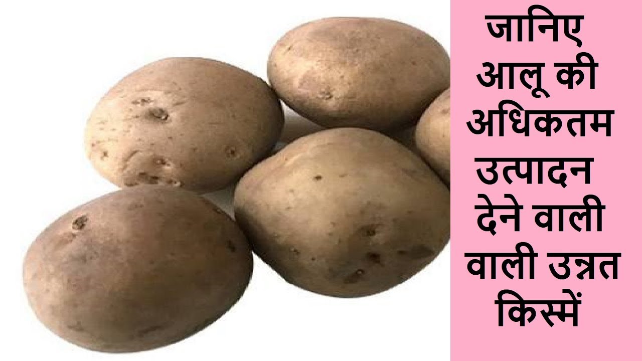  Varieties Of Potato In Hindi YouTube