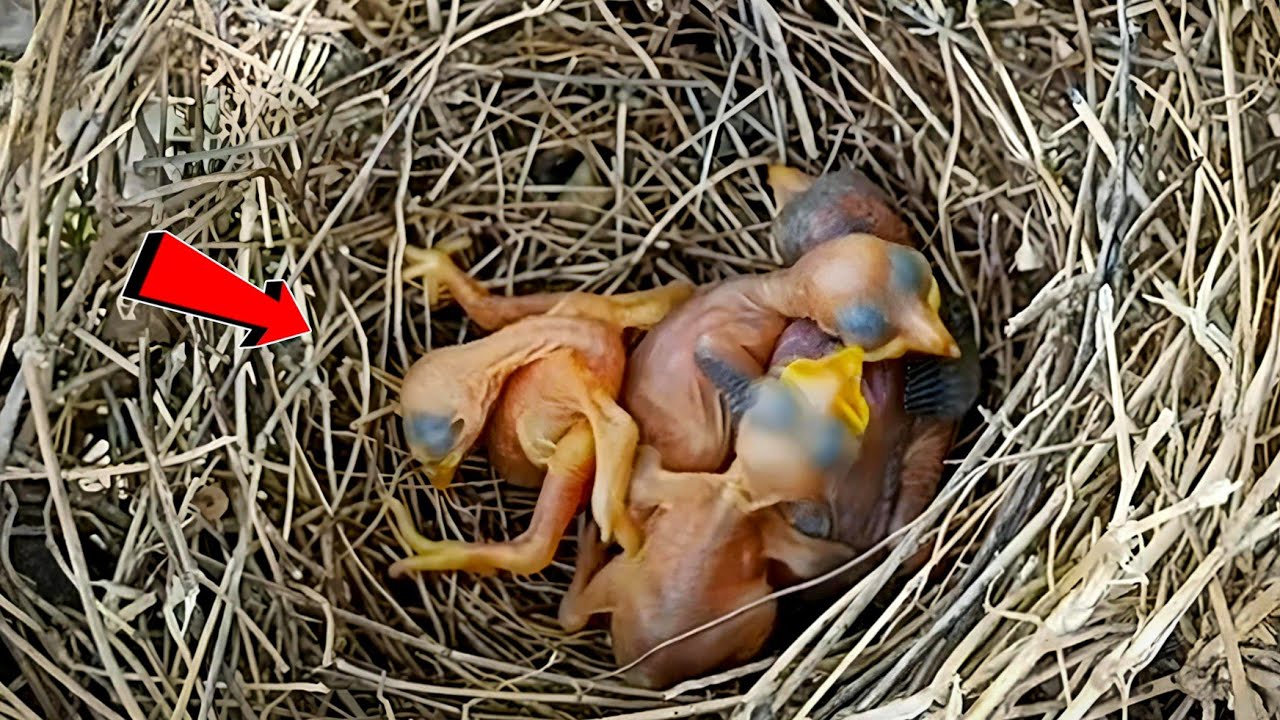Cuckoo bird's baby is pushing all the babies @birdswithme107 - YouTube