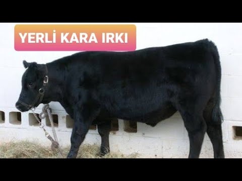 Video: Kara Elk büyük vizyonunu gördüğünde kaç yaşındaydı?