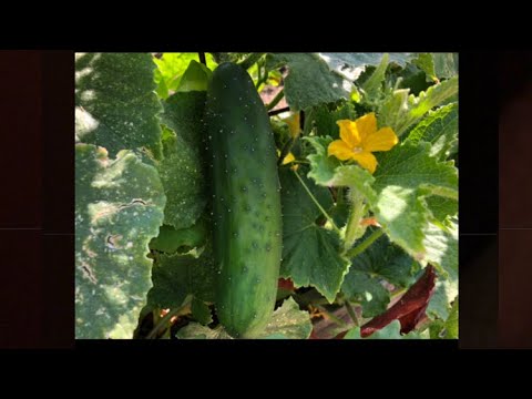 Video: Problems With Growing Cucumbers