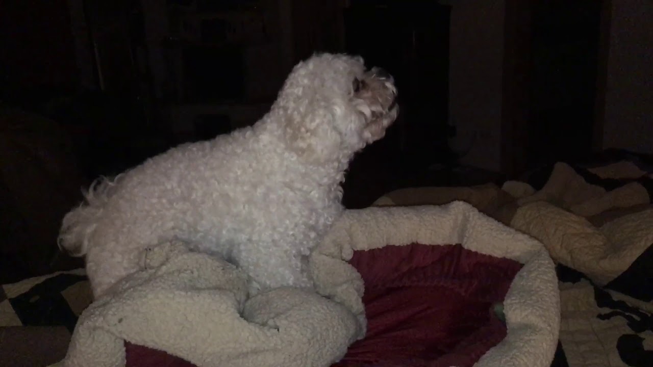 Sex sex dog sex! Ferocious dog bangs his bed YouTube