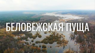 ПУТЕШЕСТВИЕ ПО БЕЛАРУСИ || Гайд по Беловежской пуще || Зубры и олени в дикой природе