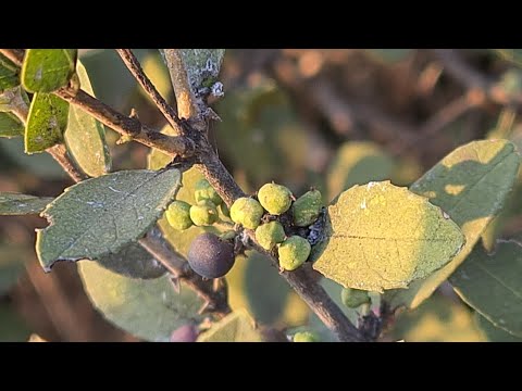      زرود عريض الأوراق    