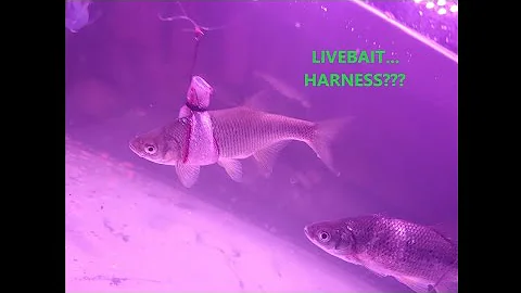 HOW TO RIG A LIVE BAIT HARNESS!! #fishing #LIVEBAIT