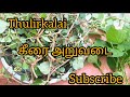 இந்தக் கீரையில் இவ்வளவு பெனிஃபிட் இருக்கா....#viralvideo#harvesting 