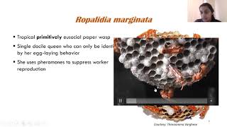 Nitika Sharma: Reproductive heirs in multilayer social networks of primitively eusocial paper wasps