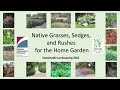 Native grasses sedges and rushes for the home garden 2022