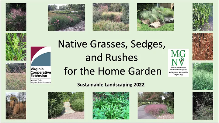Native Grasses, Sedges, and Rushes for the Home Ga...