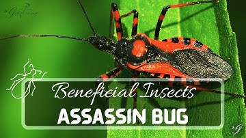 Assassin Bugs The Ultimate Garden Protectors! Beneficial Insect Identification & Pest Control