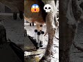 حلب الأبقار Shorts 