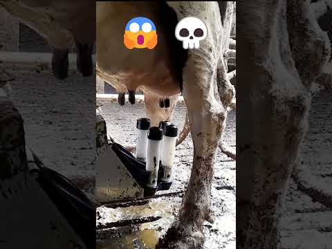 حلب الأبقار 