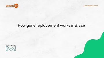 How gene replacement works in E. coli