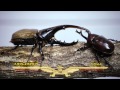 萩博物館特別展「最強昆虫列伝」昆虫バトル映像（2014）