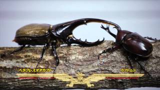 萩博物館特別展「最強昆虫列伝」昆虫バトル映像（2014）