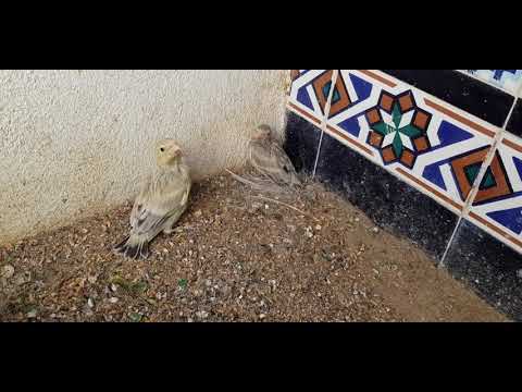 MIS POLLOS DE VERDERON AGATA PORTADORES DE LUTINO. 14/06/19