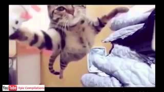 Приколы про кошек. Бесплатно. Видео! Приколы про кошек. Бесплатно. Видео!