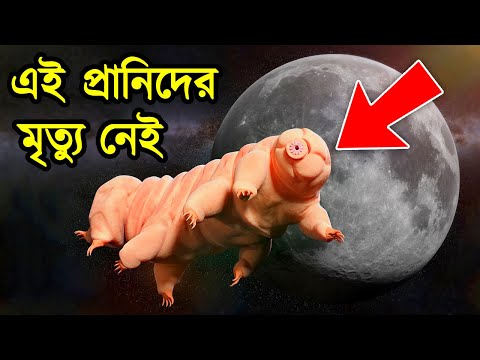 ভিডিও: কোন প্রাণীর পশম সবচেয়ে মোটা তা জেনে নিন