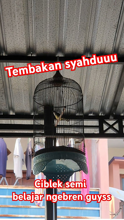 ciblek semi muda mulai ngebren #ciblek #ciblekkristal #masteranburung