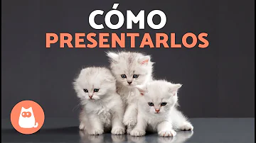 ¿Está bien tener 3 gatos?