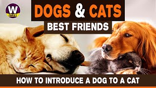 6 Tips to Help You Introduce a Dog for your cat !!