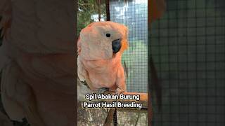 Spil Anak Burung Parrot Hasil Breeding #Viral #Shortvideo #Penangkaran #Breeding #Hewan #Parrot