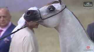 28Th Qatar National Ahs 2025 Cl 3A