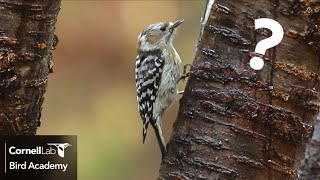 Why don't woodpeckers fall while pecking?