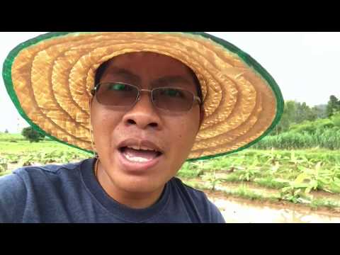 ฝนตก 5 วันติด เกิดอะไรในไร่ขึ้นบ้าง