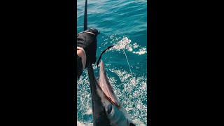 #shorts Fishing K'gari (Fraser Island), Great Sandy National Park
