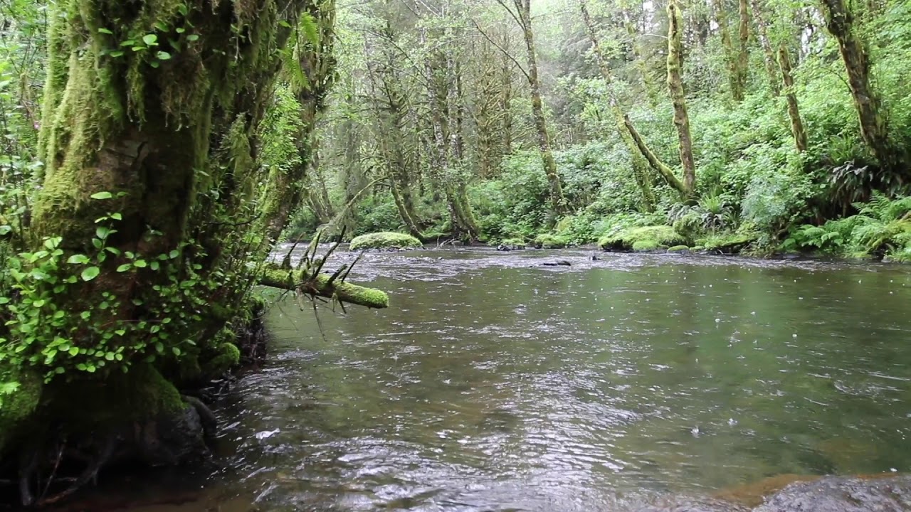 Little South Fork Kilchis River YouTube