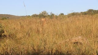 Zebra foal stalked by a hungry lioness