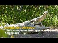 Caimán del Orinoco: Cómo Protegemos esta Especie Amenazada - TvAgro por Juan Gonzalo Angel
