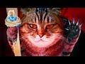 Talking to a CAT: O / funny cat video