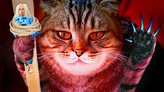 Talking to a CAT: O / funny cat video